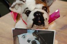 Gracie  The Bulldog